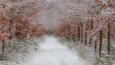 Sneeuwfoto serie De Wilgenhof